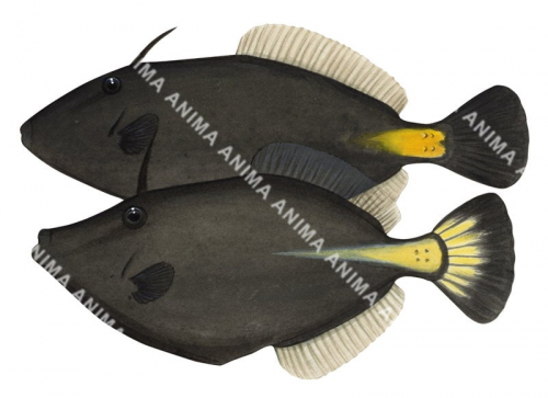 Male and Female Yellowstriped Leatherjacket,Meuschenia flavolineata,High quality illustration by Roger Swainston