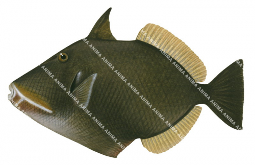 Bridled Triggerfish,Sufflamen fraenatum,High quality illustration by Roger Swainston