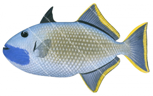 Gilded Triggerfish,Xanthichthys auromarginatus,High quality illustration by Roger Swainston