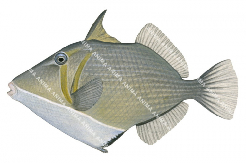 Pallid Triggerfish,Sufflamen bursa,High quality illustration by Roger Swainston