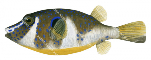 Bluespotted Toadfish,Omegophora cyanopunctata,,High quality illustration by Roger Swainston