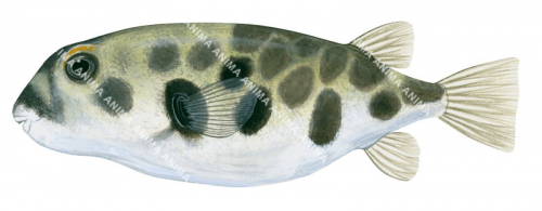 Prickly Toadfish,Contusus brevicaudus,High quality illustration by Roger Swainston