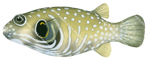 Stars-and-stripes Puffer,Arothron hispidus,High quality illustration by Roger Swainston