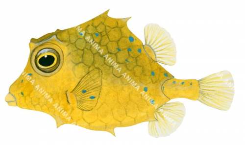 Juvenile Smallspine Turretfish,Tetrosomus concatenatus,High quality illustration by Roger Swainston