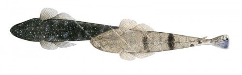 Colour variation of the Dusky Flathead,Platycephalus fuscus,High quality illustration by Roger Swainston