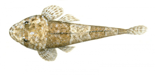 Fringelip Flathead,Thysanophrys otaitensis,High quality illustration by Roger Swainston