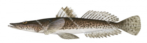 Longhead Flathead,Leviprora inops,High quality illustration by Roger Swainston