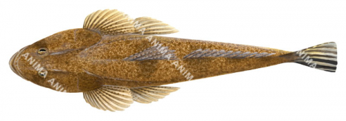 Dorsal view of the Northern Sand Flathead,Platycephalus endrachtensis,High quality illustration by Roger Swainston