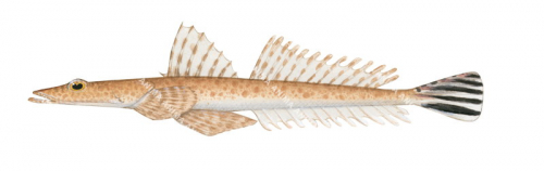 Northern Sand Flathead,Platycephalus endrachtensis,High quality illustration by Roger Swainston