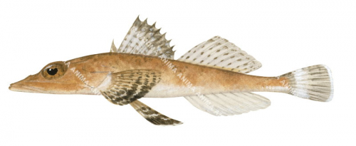 Olive-tail Flathead,Rogadius asper,High quality illustration by Roger Swainston