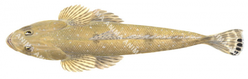 Southern Bluespotted Flathead-2,Platycephalus speculator,High quality illustration by Roger Swainston