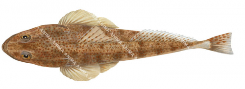 Dorsal view of the Tiger Flathead,Platycephalus richardsoni,High quality illustration by Roger Swainston