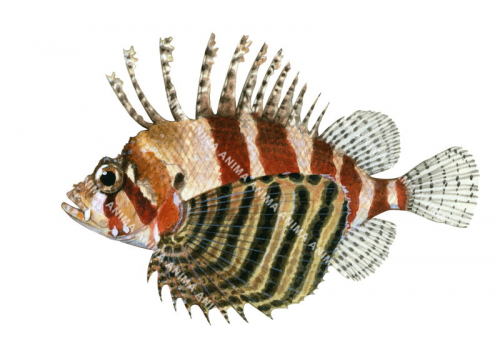 Dwarf Lionfish,Dendrochirus brachypterus,High quality illustration by Roger Swainston