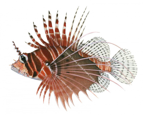 Spotfin Lionfish,Pterois antennata,High quality illustration by Roger Swainston