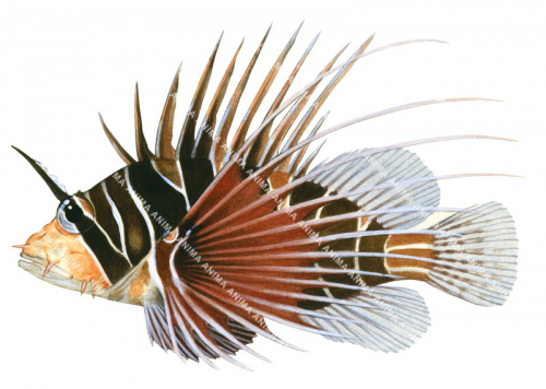 Whitelined Lionfish,Pterois radiata,High quality illustration by Roger Swainston