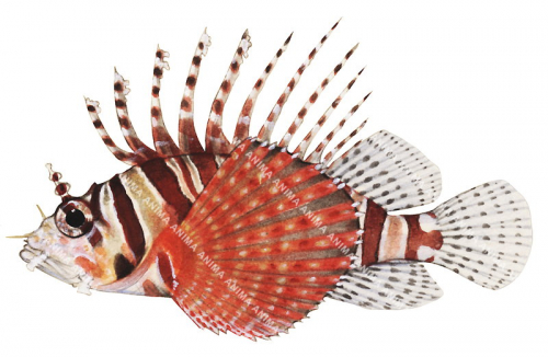 Zebra Lionfish,Dendrochirus zebra,High quality illustration by Roger Swainston