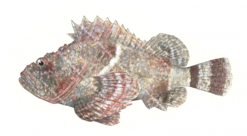 False Stonefish-1,Scorpaenopsis diabolus,High quality illustration by Roger Swainston