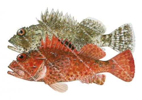 Colour variable of the Eastern Red Scorpionfish,Scorpaena cardinalis