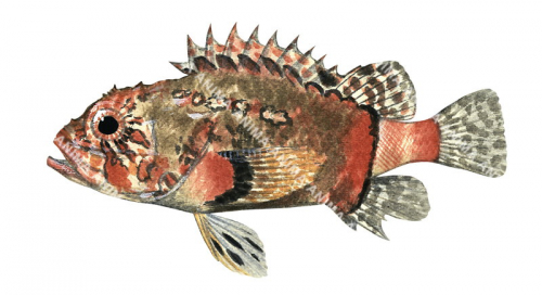 Blotchfin Scorpionfish,Scorpaenodes varipinnis,High quality illustration by Roger Swainston