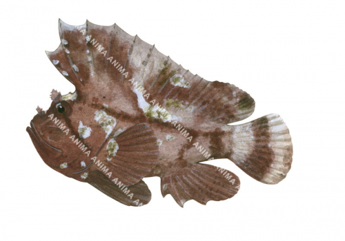 Leaf Scorpionfish,Taenionotus triacanthus,High quality illustration by Roger Swainston