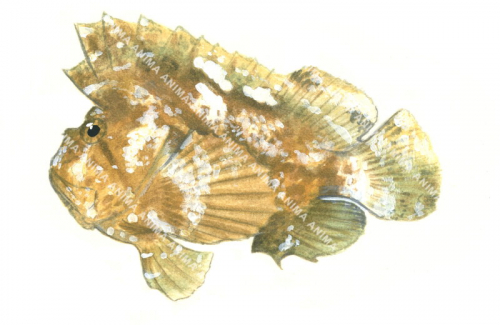 Pale colour Leaf Scorpionfish,Taenionotus triacanthus,High quality illustration by Roger Swainston