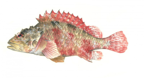  Cheekspot Scorpionfish,Scorpaenodes evides,High quality illustration by Roger Swainston