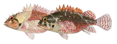 Variable color of the  Cheekspot Scorpionfish,Scorpaenodes evides,High quality illustration by Roger Swainston