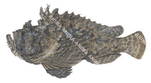 Estuarine Stonefish,Synanceja,horrida,High quality illustration by Roger Swainston