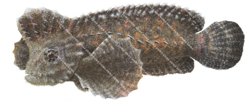 Southern Velvetfish,Aploactisoma milesii,High quality illustration by Roger Swainston