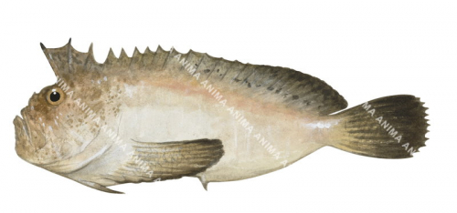 Darkfin Velvetfish,Erisphex aniarus,High quality illustration by Roger Swainston