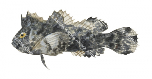 Threefin Velvetfish,Neoaploactis tridorsalis,High quality illustration by Roger Swainston