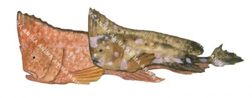 Whiskered Prowfish,Neopataecus waterhousii,High quality illustration by Roger Swainston