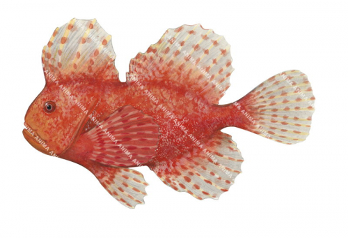 Red Velvetfish,Gnathanacanthus goetzeei,High quality illustration by Roger Swainston