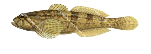 Lateral view of the Chabot,Cottus gobio.Scientific fish illustration by Roger Swainston