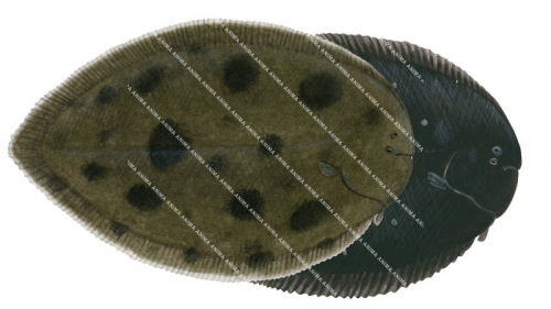 Black Sole,Brachirus nigra,High quality illustration by Roger Swainston