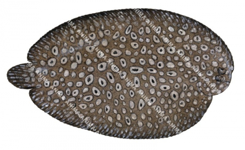 Peacock Sole,Pardachirus pavoninus,High quality illustration by Roger Swainston
