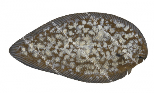 Spotted Sole,Phyllichthys punctatus,High quality illustration by Roger Swainston