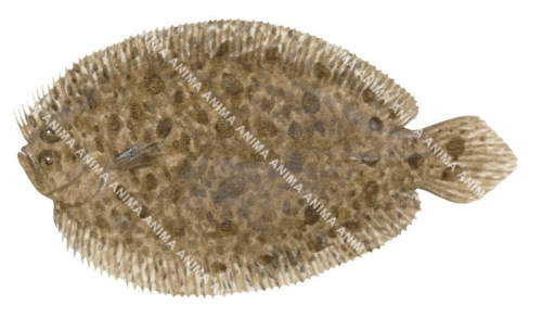 Blotched Flounder,Asterhombus intermedius,High quality illustration by Roger Swainston