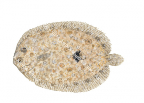 Leopard Flounder,Bothus pantherinus,High quality illustration by Roger Swainston
