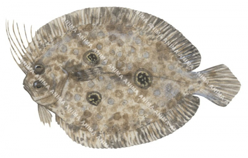 Threespot Flounder,Grammatobothus polyophthalmus,High quality illustration by Roger Swainston