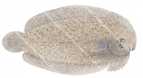 Elongate Flounder,Ammotretis elongatus,High quality illustration by Roger Swainston