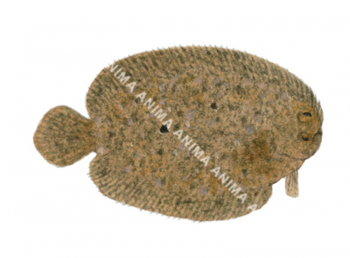 Freckled Righteye Flounder,Psammodiscus ocellatus,High quality illustration by Roger Swainston