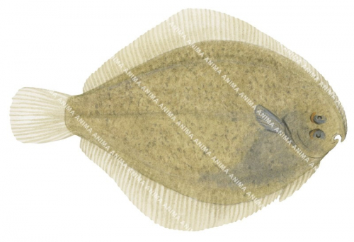 Longsnout Flounder,Ammotreis rostratus,High quality illustration by Roger Swainston
