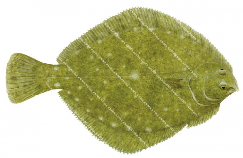 Greenback Flounder,Rhombosolea tapirina.Scientific fish illustration by Roger Swainston