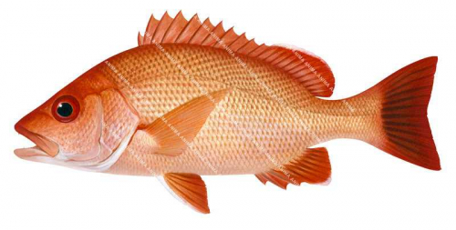 high quality illustration of the Indonesian Snapper,Lutjanus bitaeniatus on white background 