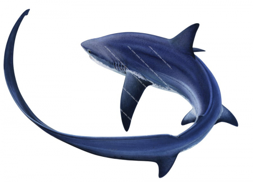 The famous elegant Limited Edition print of the Thresher Shark signed by Roger Swainston