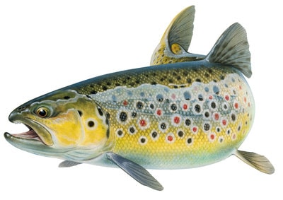 Fine Art print of the Brown Trout on Archival paper by Roger Swainston