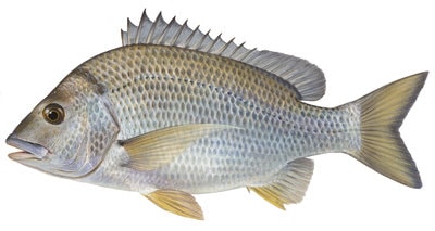 Fine Art print of the Yellowfin Bream by Roger Swainston