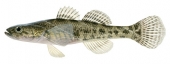 High quality scientific illustration of the Flathead Gudgeon,Philypnodon grandiceps by Animafish