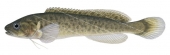 River Blackfish,Gadopsis marmoratus,high res illustration,ANIMAfish